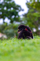 Vertical rear view photo of black puppy sitting on grass 