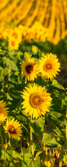 Obraz premium sunflowers field in full sun in Provence, yellow background 