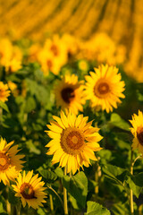 sunflowers field in full sun in Provence, yellow background
