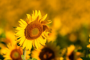 sunflowers field in full sun in Provence, yellow background
