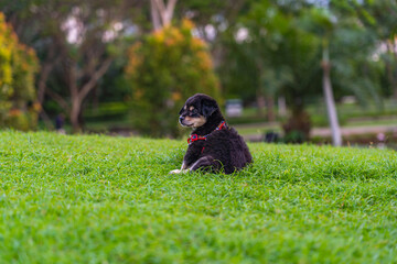 Adorable black poodle puppy sitting on grass lawn