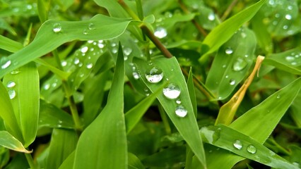 Raindrops on the grass