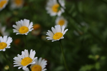 野菊の花が満開