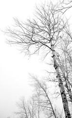 Black and White Birch