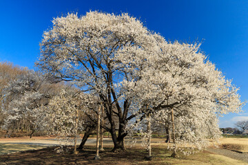 下野市　天平の丘公園の淡墨桜