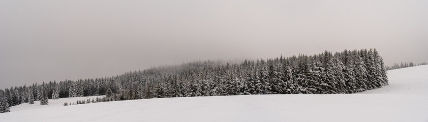 Schwarzwald im Winter