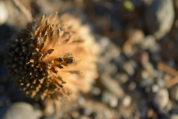 Seed pod puffy ball releasing seeds