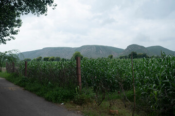 Fototapeta premium dausa, Rajasthan, India - aghust 15, 2020 Farmer working in the farm rural village