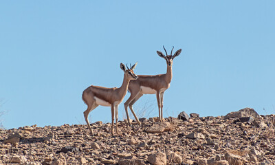 two stunning dorcas gazelles standing of a barren rocky hilltop in the Makhtesh ramon crater in...