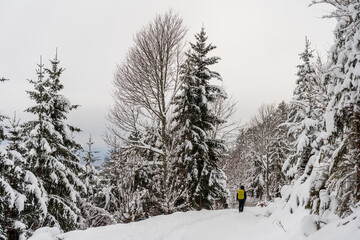 Schwarzwald im Winter