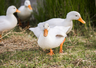 Pekin or White Pekin ducks walking towards the camera