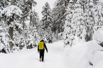 Fototapeta na wymiar Schwarzwald im Winter