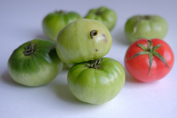 tomato caterpillar pest. the green caterpillar that destroys the tomato crop. caterpillar eats only green tomatoes. crop (harvest) failure concept