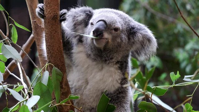 close up front view of a koala feeding on eucalyptus leaves at blackbutt nature reserve in newcastle, australia
