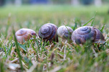 3 snails on green grass