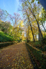 Fototapeta na wymiar Cuesta de Gomerez in autumn this road takes you to the Alhambra complex