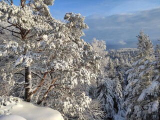 snow covered trees