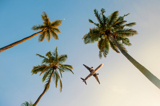 Passenger airplane flying above the palm trees against the blue sky.Beautiful coconut palm tree view from below.