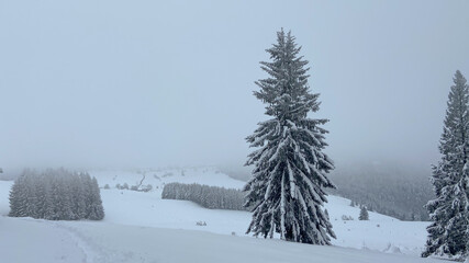 Schwarzwald im Winter