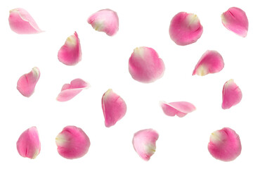 pink rose falling petals ioslated