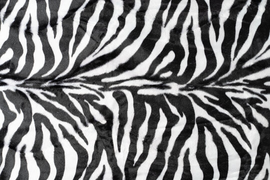 Black White Stripes Real Zebra