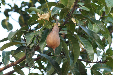 Dry Sponge gourd on the tree. It is a different variety of sponge guard called Luffa or loofah ( Luffa aegyptiaca ). The fully developed fruit is used in bathroom and kitchen as scrubbing sponge.