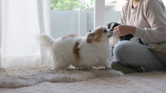 Little chihuahua dog and asian woman at home in weekend. Hand's woman rubbing and stroking her puppy dog on floor in house. Pet feeling enjoy and happy with pet therapy dog care.