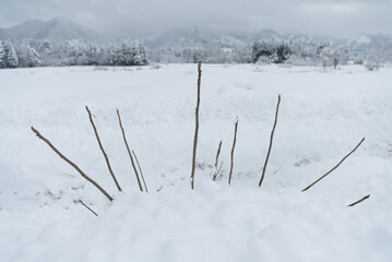 雪で埋まった植物の枝