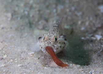 Barehead goby (Caffrogobius nudiceps) eating a red worm facing the camera with a worm sticking out of its mouth
