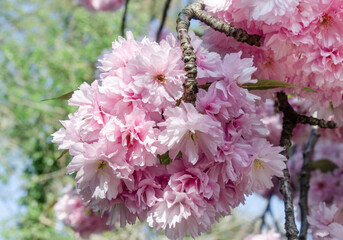 Japanische Kirschblüten 