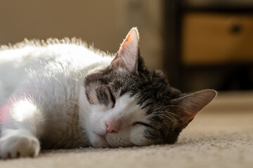 Naklejka premium A Beautiful White pet cat with a tabby head asleep on the floor.