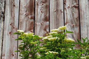 Fototapeta na wymiar Blossom elderflowers