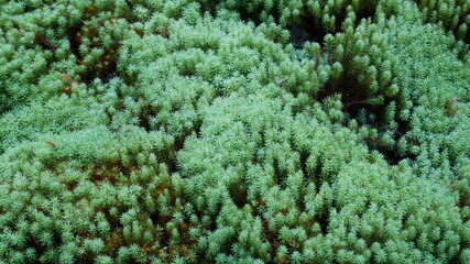 京都の秋、苔の丘