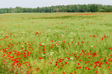 Blossom poppies in a farmers field