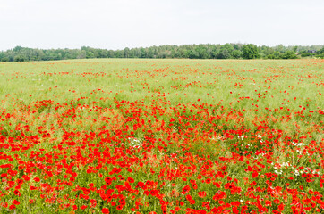 Blossom red poppies in a farmers corn field