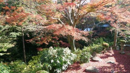 Fototapeta premium 京都の秋、もみじのじゅうたんと石