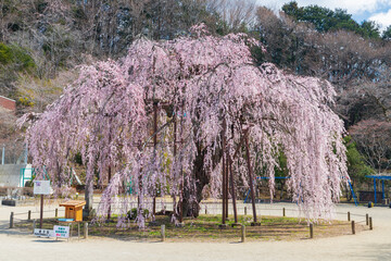 宇都宮市　古賀志の孝子桜