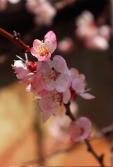 Blossoming plum tree twig covered with tiny pink flowers