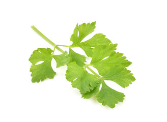 Celery leaves isolated on white background