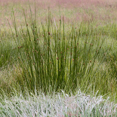 a beautiful calm sunny soothing morning photo of watery wet green grass plant with soft sun rays over the natural grassy landscape