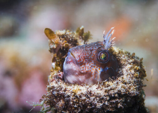 Small Horned blenny fish (Parablennius cornutus) peeking it's head out of an old bottle on the reef