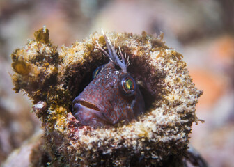 Small Horned blenny fish (Parablennius cornutus) peeking it's head out of an old bottle on the reef