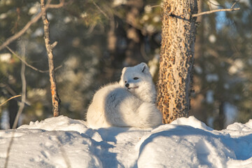 A cute, small white arctic fox seen in winter time season with fluffy coat on a snowy hill with woods, forest background. 