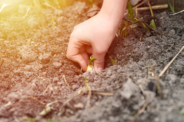 a kids hand planting a sprouted seed of garlic in a garden bed with soil in spring. flare