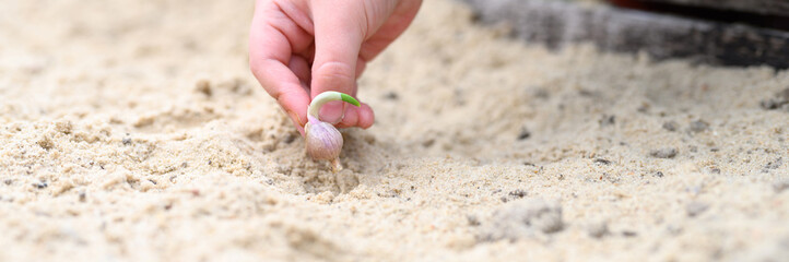 a kids hand planting a sprouted seed of garlic in a garden bed with sand in spring. banner