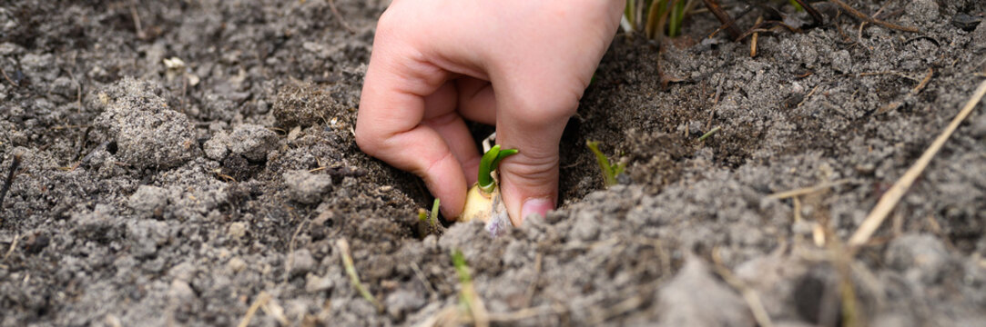 a kids hand planting a sprouted seed of garlic in a garden bed with soil in spring. banner