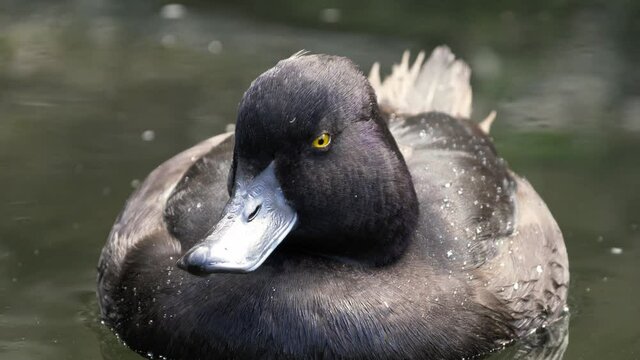 Close Up Of A New Zealand Scaup (Black Teal) Floating On Water Surface, static shot