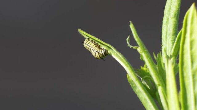 Monarch Butterfly Caterpillar Eating Leaves Of Milkweed Plant On Sunny Day. - Close Up