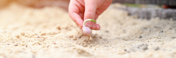 a kids hand planting a sprouted seed of garlic in a garden bed with sand in spring. banner. flare