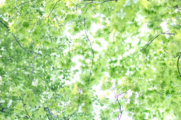 新緑のイメージ